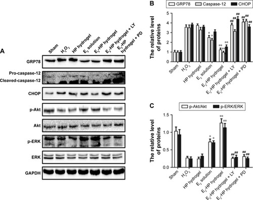 Figure 11 The activation of Akt and ERK1/2 is crucial for the protective effect of E2-HP hydrogel in H2O2-induced ER stress in EECs.Notes: (A) The protein expressions of GRP78, caspase-12, CHOP, p-Akt, and p-ERK1/2 in ER stress-induced apoptosis in EECs treated with E2-HP hydrogel and different inhibitors. GAPDH was used as the loading control and for band density normalization. (B) The optical density analysis of GRP78, caspase-12, and CHOP protein. (C) The optical density analysis of p-AKT and p-ERK protein. *P<0.05 and **P<0.01 versus the H2O2 group and ##P<0.01 versus the E2-HP hydrogel group. Data are presented as mean ± standard deviation; n=3.Abbreviations: CHOP, C/EBP homologous protein; EECs, endometrial epithelial cells; ER, endoplasmic reticulum; GRP78, glucose-regulated protein; HP, heparin-poloxamer.