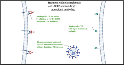 Figure 2 Mechanism of plasmapheresis and monoclonal antibodies (anti-ACE2 with anti-FcγRII).