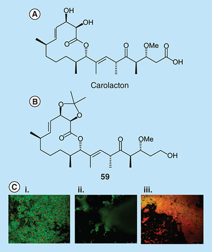 Figure 14.  Biofilm inhibition by carolacton. (A) Carolacton structure. (B) Analog 59 structure. (C) Confocal microscopy imaging of Streptococcus mutans UA159 biofilm cells treated with 250 μM: (i) DMSO, (ii) carolacton and (iii) 59.Reproduced with permission from [Citation104] © American Chemical Society (2014).