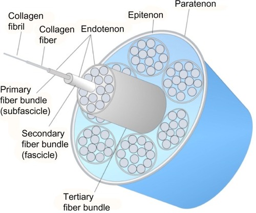 Figure 1 Anatomy of a tendon.