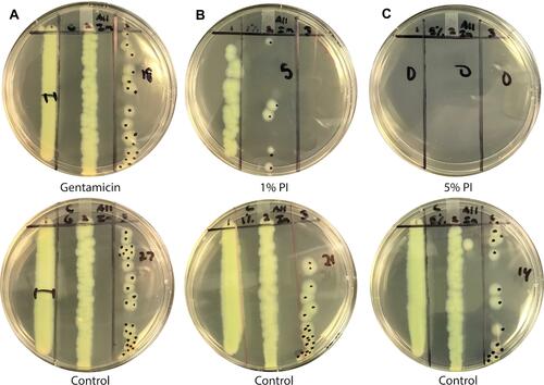 Figure 3 5% Povidone-Iodine Soak Eliminates P. aeruginosa Bacterial Load on Silicone Sponges. Silicone sponges inoculated with P. aeruginosa broth were dipped into 1 mg/mL gentamicin (A), 1% Povidone-Iodine (PI) (B) solution, or 5% Povidone-Iodine (C) solution for a duration of 1 second. The left column on each plate represents undiluted sample. The middle and right column represent serially diluted samples.