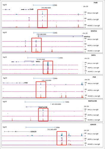 Figure 2. Analysis of archived ChIP-Seq data (ENCODE; hg19) showing enrichment of DNA fragments after ChIP with a c-Jun antibody (sc-1694) in the cell lines HUVEC, HepG2 and HEK. The enrichments of DNA fragments are displayed as peaks in the promoter/enhancer regions of specific target genes (labeled in red). The peaks were localized to the promoter/enhancer regions of FosB, NFATC2, WEE1, PVR, LGALS3 and MAP1LC3B.