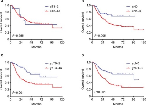 Figure 3 Curves of overall survival.Notes: (A) By clinical T category. (B) By clinical N category. (C) By ypT category. (D) By ypN category.