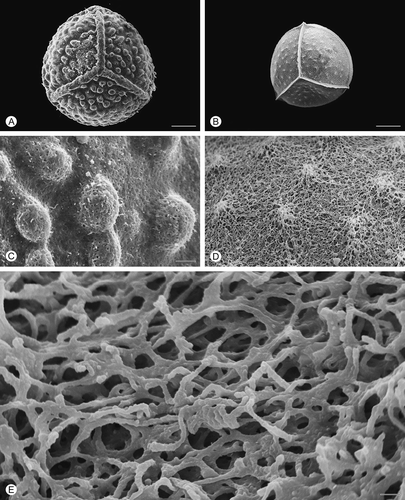 Figure 5. Scanning electron microscopy (SEM) images of Isoëtes todaroana megaspores. A. Proximal view, untreated megaspore. B. Proximal view, after treatment with hydrofluoric acid (HF), which removed the siliceous coating. C. Detail of the surface, untreated megaspore. D, E. Detail of the megaspore surface after HF-treatment. Scale bars – 100 μm (A, B), 10 μm (C, D), 1 μm (E).