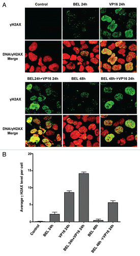 Figure 5 Imunofluorescence detection of γH2AX in H146 cells. (A) H146 cells were treated with 0.3 µM belinostat or 10 µM VP-16 alone or with different schedules of combinations as follows: simultaneous treatment with belinostat and VP-16 for 24 h (BEL 24 h + VP-16 24 h) or pretreatment with belinostat for 24 h followed by VP-16 for 24 h (BEL 48 h→VP-16 24 h). Representative confocal microscope images (X40) are shown. (B) Quantitation of average γH2AX fluorescence signal per cell from six random fields in one of three independent experiments. Standard t-test was used for statistical analysis **p < 0.01.