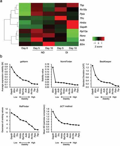 Figure 3. Heatmap of the gene expression levels of 10 reference genes and the gene expression stability levels evaluated using five algorithms. (a) Heatmap image for each gene expression level in the control, non-differentiated (ND), and differentiated (DI) groups. The colours in the heatmap show the Z-scores of gene expression levels in the triplicate samples. Gene expression levels higher than the mean are indicated in red and those lower than the mean are indicated in green. (b) The expression levels of 10 reference genes were analysed using geNorm, BestKeeper, NormFinder, RefFinder, and the ΔCt method in the control, ND, and DI groups. A lower value (right side of the horizontal axis) indicates a reference gene with a more stable expression.