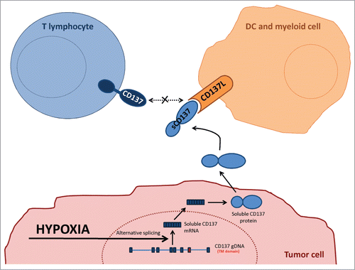 Figure 7. Graphical interpretation of the experimental results. Schematic representation of the postulated mechanism underneath the experimental observations. TM: transmembrane; sCD137: soluble CD137.