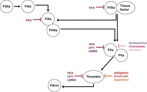 Figure 1 Targets of different anticoagulant agents (indicated in colored blocking arrows) in the coagulation cascade.