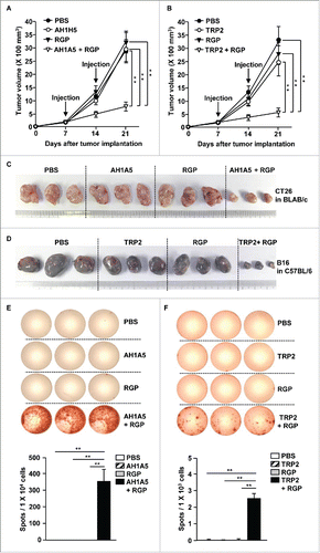 Figure 6. RGP promoted self-antigen (Ag)-specific immune activation and antitumor immunity. BLAB/c mice were injected s.c. with 1 × 106 CT26 carcinoma cells. The mice were treated with PBS, 2.5 mg/kg AH1A5, 50 mg/kg RGP, and the combination of AH1A5 and RGP on days 7 and 14 of tumor injection. C57BL/6 mice were inoculated s.c. with 1 × 106 B16 melanoma cells. Once tumors were well established, the mice received PBS, 2.5 mg/kg TRP2, 50 mg/kg RGP, and the combination of RGP and TRP2 on days 7 and 14 of tumor injection. The growth curves of (A) CT26 tumor in BALB/c and (B) B16 tumor in C57BL/c are shown. Data are the average of analyses of six independent samples (two mice per experiment, total three independent experiments). **p < 0.01. (C) Tumor masses of CT26 carcinoma and (D) B16 melanoma are shown. (E) AH1A5-specific IFNγ production in splenocyte of BALB/c mice and (F) TRP2-specific IFNγ production in the splenocytes of C57BL/c mice were analyzed by ELISPOT analysis (upper panel). The mean number of spots is shown (lower panel). All data are representative of the average of analyses of six independent samples (three mice per experiment, total two independent experiments). **p < 0.01.