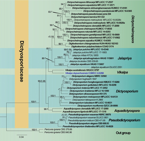 Figure 2. Phylogenetic tree of combined ITS, LSU, nSSU, and tef1α sequence data. Bootstrap support values for maximum likelihood ≥ 75% and Bayesian posterior probabilities ≥ 0.97 are indicated above the nodes as BS/BPP. The new species are represented in blue and the type species are in bold.