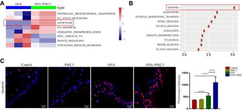 Figure 2 PM2.5 increased apoptosis in asthmatic mice. (A and B) Heat-map and dot plot showed apoptosis was increased in OVA plus PM2.5 group compared with it in OVA group. (C) TUNEL assay showed apoptosis in different group. The data represent means±s.d. All data are representative of three experiments.