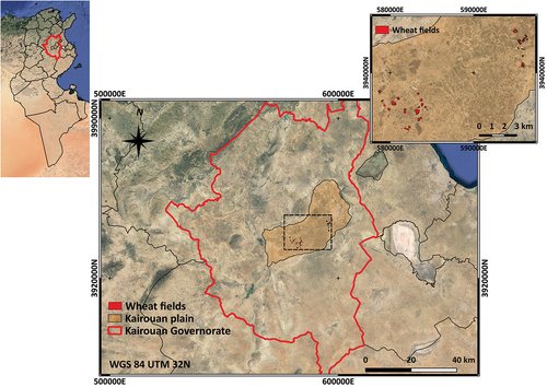 Figure 1. Location of the study area and the reference wheat fields in the Kairouan Plain.