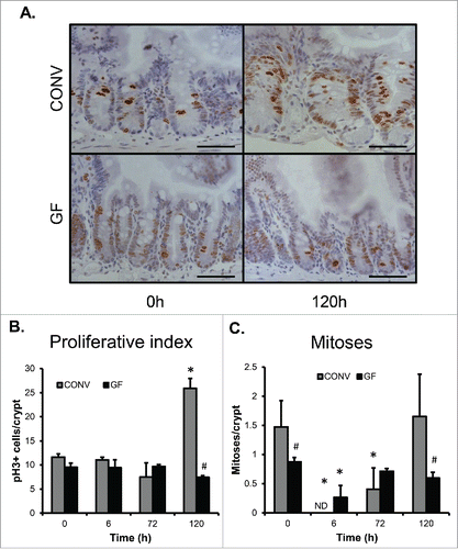 Figure 3. DOXO treatment does not impact proliferation or mitotic index in jejunal epithelium of GF mice. A. Micrograph showing representative staining for pHH3 on jejunal sections from GF and CONV mice. B. Quantitation of pHH3+ cells in CONV and GF jejunal tissue from control mice and 6, 72, and 120 h after DOXO treatment. * indicates values significantly different from their respective controls p ≤ 0 .05. # indicates values significantly different within a particular time point p ≤ 0 .05. C. Quantitation of mitotic index in CONV and GF jejunal tissue from control mice and 6, 72, and 120 h after DOXO treatment. # indicates values significantly different within a particular time point p ≤ 0 .05. ND means “not detected.” Scale bar: 50 μm.