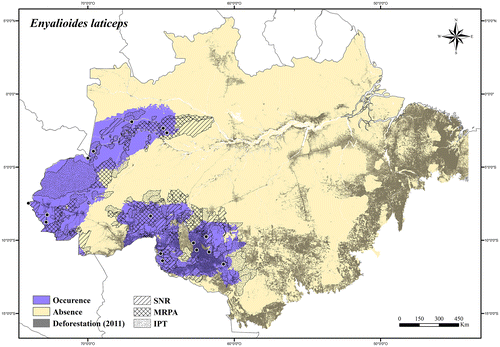 Figure 67. Occurrence area and records of Enyalioides laticeps in the Brazilian Amazonia, showing the overlap with protected and deforested areas.