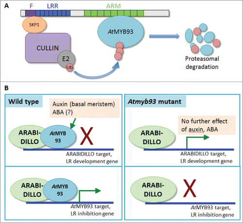 Figure 2. Potential models for AtMYB93 activity and its interaction with ARABIDILLOs. (A) Model for ARABIDILLO-AtMYB93 interaction based on the hypothesis that ARABIDILLOs act as F-box components of an SCF E3 ligase complex during LR development. In this scenario, ARABIDILLOs would ubiquitinate AtMYB93, an inhibitor of LR development. This would promote AtMYB93 degradation by the proteasome and promote LR formation. An arabidillo mutant would accumulate AtMYB93 protein, and hence have fewer LRs, as has been reported (Coates et al., 2006). F, F-box; LRR, Leucine-Rich Repeats; ARM, Armadillo repeats; Ub, ubiquitin. (B) Model for the ARABIDILLO-AtMYB93 interaction based on their action as a bipartite transcription factor, supported by data in Gibbs et al., (2014). Top left: AtMYB93 could act as an inhibitor of LR development genes, blocking a positive action of ARABIDILLO. Auxin and ABA increase AtMYB93 transcript levels. Top right: in the Atmyb93 mutant, absence of AtMYB93 would allow ARABIDILLO to activate LR development genes, and auxin and ABA would have no further effect. Bottom left: in this scenario, AtMYB93 activates genes that inhibit LR development, acting as part of a bipartite transcription factor withARABIDILLO. Bottom right: In the Atmyb93 mutant, ARABIDILLO cannot function by itself, so no LR inhibition genes are activated.