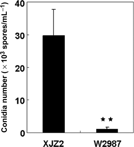 Fig. 2. Conidial production of the wild-type strain XJZ2 and the T-DNA insertional mutant W2987. Strains XJZ2 and W2987 were cultured on PDA medium. After seven days of growth, conidia were harvested by flooding the PDA plates with 20 mL of 0.05% Tween 20 and quantified under a microscope with the aid of a haemocytometer. Difference in conidial production between XJZ2 and W2987 is significant (** at P<0.01).