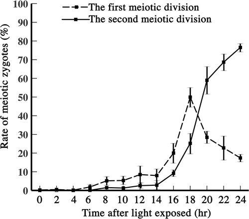 Fig. 1. Proportions of zygotes completing the first and second meiotic divisions, counted after exposing the zygotes to light. Dashed line: zygotes completing the first meiotic division. Solid line: zygotes completing the second meiotic division. Vertical line: standard deviation.