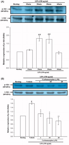 Figure 4. The effect of carbamazepine on Akt activation. (A) BV-2 cells (2 × 105 cells/ml) were dispensed on 12-well plates and treated with the indicated concentrations of LPS (150 ng/ml) for 10, 20, 30, and 60 min. Then the cell lysates were obtained and analyzed for phospho-Akt protein expression by Western blots. (B) The same concentration of cells were dispended on 12-well plates and treated with different concentrations of carbamazepine (1, 10, and 20 μM) for 15 min before treatment with LPS (150 ng/ml) for 30 min. The cell lysates were also performed for phospho-Akt protein expression. The data are shown as the means ± S.E.M of three to four experiments. #p < 0.05, ##p < 0.01 as compared with the resting groups; *p < 0.05, **p < 0.01 as compared with the vehicle under stimulation.