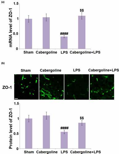 Figure 3. Cabergoline increases expression of ZO-1 in LPS-challenged mice brains. (a) mRNA level of ZO-1; (b) Protein level of ZO-1 determined by immunostaining. Scale bar, 50 μm (####, P < 0.001 vs. vehicle group; $$, P < 0.01 vs. LPS group, n = 9–10)