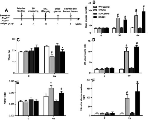 Figure 1 Successful establishment of type 1 diabetic nephropathy mice model induced by streptozotocin (STZ) for 4 weeks. (A) Flow chart of the mice model in this study. Blood glucose (B), body weight (C), 24 hrs urine volume (D), kidney weight index (E), and 24 hrs urine albumin excretion (F) were measured at day 0 and day 28 in three groups of wild-type non-diabetic mice (WT-control), wild-type mice with STZ-induced diabetes (WT-DN), A1AR-knockout mice with STZ-induced diabetes (KO-DN)). Blood glucose ≥16.7 mmol/L at 72 hrs after STZ-induction was defined to diagnose diabetes. Compared to WT-control mice, WT-DN and KO-DN mice showed significantly increased blood glucose, urine volume, kidney weight index and 24 hrs urine albumin excretion with decreased bodyweight, indicating successful type 1 diabetic nephropathy induction at fourth week. (N=6 per group,*P<0.05, #P<0.01).