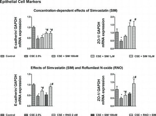 Figure 1.  Effects of roflumilast N-oxide (RNO) and simvastatin (SIM) on cigarette smoke extract (CSE)-induced loss of epithelial markers in WD-HBECs, mRNA analyses. WD-HBECs were incubated with SIM (100 nM–10 μM), RNO (2 nM), or RNO (2 nM) and SIM (100 nM) together for 30 minutes before exposure to CSE (2.5%) for 72 h. Total RNA was isolated for real-time RT-PCR analysis of epithelial markers E-cadherin and ZO-1. Data are expressed as the ratio to GAPDH and normalized to the vehicle control group. Results are expressed as means ± SEM of n = 3–4 independent experiments per condition. One-way ANOVA followed by post hoc Bonferroni tests. *p < 0.05 related to vehicle controls; # p < 0.05 related to CSE. *# p < 0.05 related to RNO (2 nM) or SIM (100 nM) alone.