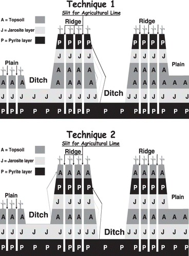 Figure 2  Modified plain–ridge–ditch techniques used in the field experiment for the reclamation and improvement of acid sulfate soil in relation to rice production.