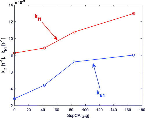 Figure 6. Estimated rate constants kf1 and kb1 (Equationreaction (2)(2) H2O+CO2→kf1←kb1H2CO3(2) ), obtained from the measurements described inCitation18, versus SspCA quantity in the reactor.