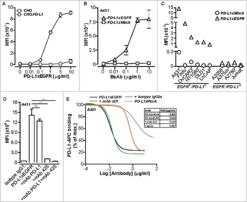 Figure 1. PD-L1xEGFR selectively and simultaneously binds to PD-L1 and EGFR (A) Dose-dependent binding of PD-L1xEGFR to CHO.PD-L1 vs. parental CHO cells. (B) Dose-dependent binding of PD-L1xEGFR vs. PD-L1xMock to PD-L1+/EGFR+ A431 cells. (C) Binding of PD-L1xEGFR vs. PD-L1xMock (5 µg/ml) to a series of PD-L1+/EGFR+ and PD-L1+/EGFR− cell lines. (D) Binding of PD-L1xEGFR (1 µg/ml) to A431 cells in the presence or absence of excess PD-L1-blocking antibody and/or EGFR-blocking mAb 425. (E) Competitive binding assay in which anti-PD-L1-APC competed with increasing doses (0.01–50 µg/ml) of PD-L1xEGFR (black line) or PD-L1xMock (grey line) for binding to A431 cells. Where indicated, A431 cells were pre-treated with excess amounts of mAb 425 (50 µg/ml) (red line) or isotype control IgG2a (green line) for 15 min. All binding experiments were analyzed by flow cytometry. Statistical analysis in D was performed using One-way ANOVA followed by a Bonferroni post-hoc test (*p < 0.05, ** p < 0.01, *** p < 0.001, ns not significant).