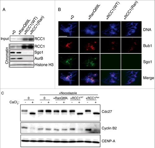 Figure 3. Eviction of inner KT proteins by RCC1 is independent of RanGEF activity. (A) Buffer, RanQ69L (0.2 mg/ml), RCC1WT (40 μg/ml), or RCC1Ran (40 μg/ml) were added to mitotic XEEs containing chromatin (10,000 DSN/μl). Input reactions and chromatin fractions from each sample were examined by IB analysis. (B) Chromatin from samples as in (A) were purified, stained with Hoechst 33342, and subjected to IF analysis against Bub1 (row 2, red) and Sgo1 (row 3, green). Scale bar, 20 µm. (C) Either buffer or nocodazole (20 μg/ml) were added to CSF-XEEs, as indicated. DSN were added to a concentration of 10,000 units/μl. Buffer, RanQ69L (20 μM), RCC1WT (40 μg/ml), or RCC1Ran (40 μg/ml) were added as indicated. CaCl2 was added to each sample to a concentration of 0.1 mg/ml. XEE aliquots before and after CaCl2 treatment were examined by IB.