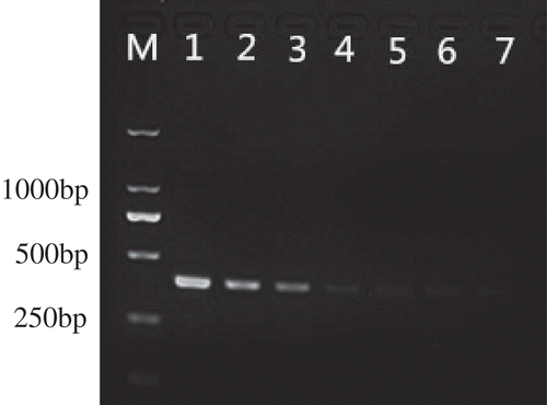 Fig. 3 Sensitivity test of allele-specific PCR for detection of T409C mutation in tebuconazole-resistant mutant F10-338D of V. virens. Lanes 1–7, genomic DNA templates of F10-338D at concentrations of 600, 60, 6, 0.6, 0.06, 0.006 and 0.0006 ng µL−1, respectively. M, 2-kb DNA ladder (Takara Bio).