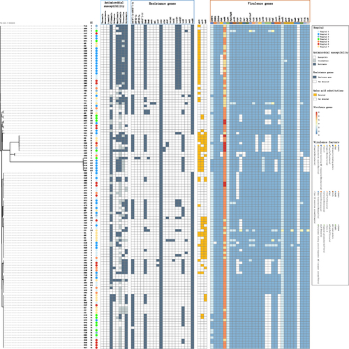 Figure 1 Multi-locus sequence typing (MLST) and antimicrobial resistance gene analysis results of 130 C. difficile strains. A phylogenetic tree was constructed based on the whole genome sequence, describing the strain number, MLST typing, antimicrobial resistance and virulence gene in each hospital. The sensitive, intermediate, and antimicrobial resistance phenotypes are represented by white, gray, and dark blue rectangles, respectively.