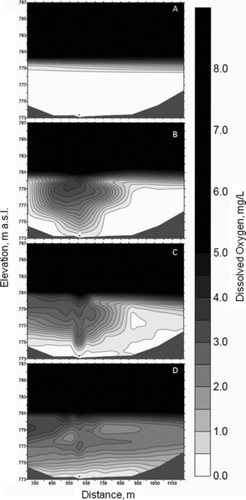 Figure 3 Dissolved oxygen isopleths running from south (left) to north (right) perpendicular to the oxygen line diffuser (gray dot near bottom): (A) prior to oxygenation on 28 August, (B) 2 days into oxygenation on 30 August, (C) 9 days into oxygenation on 7 September, and (D) 17 days into oxygenation on 15 September. Results show the spread of an inverted cone of moderately oxygenated water (grey) into an anoxic hypolimnion (white). The oxygenation plume initially migrated south, and then spread into the upper hypolimnion over the duration of the 17-day oxygenation test.