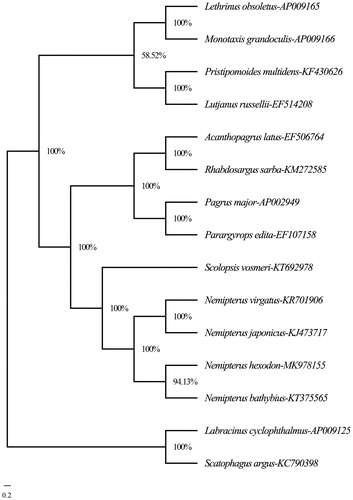 Figure 1. The Bayesian tree of Nemipterus hexodon and other 12 species within four families (Lethrinidae, Lutjanidae, Sparidae, and Nemipteridae) based on their complete mitogenome sequences. The bootstrap value was given for each branch.