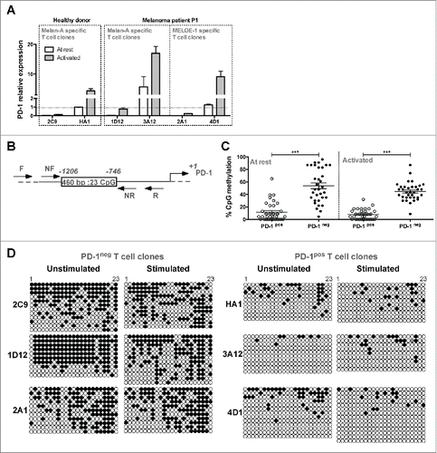 Figure 2. Transcriptional regulation of PD-1 expression on T cell clones. (A). PD-1 relative expression measured by RT-qPCR. PD-1 relative expression was measured on resting T cell clones (white bars) or after 6 h of activation with 1 μg/mL of OKT3 Ab (gray bars). PD-1 relative expression was normalized on the expression of two house-keeping genes (RPLPO and cyclophilin) and on PD-1 expression measured in resting HA1 T cell clone (n = 2). (B). Schematic representation of the PD-1 transcriptional regulatory region. Box represents the 460 bp region containing the 23 CpG analyzed, between −1206 and −769 positions. Arrows indicate the approximate location of the primers (external and nested primers) used for bisulfite sequencing analysis. (C). Global methylation of the regulatory region of PD-1 gene. Global percentages of methylation (mean ± SEM) of the 23 CpG of the PD-1 regulatory region were calculated on at least 33 sequences derived from PD-1pos (white circles) and PD-1neg (black circles) T cell clones, at rest and after 6 h of activation with OKT3 (1 μg/mL). Statistical analyses were performed using a non-parametric Mann–Whitney t test, to globally compare PD-1pos and PD-1neg T cell clones (***p < 0.001, two-tailed p value). (D). Individual bisulfite sequencing methylation analysis. Bisulfite sequencing of the PD-1 regulatory region was performed on PD-1neg and PD-1pos T cell clones. DNA treated by bisulfite conversion was amplified, cloned and sequenced. Each line represents an individual clone picked for sequencing. Filled circles represent methylated cytosines and open circles unmethylated ones.