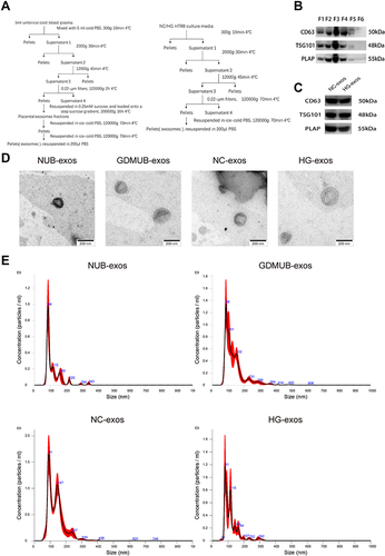 Figure 1 Characterization of exosomes derived from umbilical cord blood plasma and HTR8/SVneos cells. (A) Schematic diagrams for exosomes isolations from umbilical cord blood plasma and HTR8/SVneos cells culture media. (B and C) Expression of exosomal CD63, TSG101 and PLAP were examined by Western blot analysis. (D) The morphology of exosomes were captured by transmission electron microscopy (TEM). Scale bars, 200 μm. (E) The particle size and concentration were analyzed by nanoparticle tracking analysis (NTA).