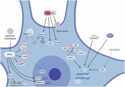 Figure 3. Mechanisms of neuronal autophagy and their impact for therapeutic design in ALS. Pharmacodynamic considerations limit the use of currently available drugs for modulating autophagy. Inhibitors of MTOR inhibitors (rapalogs) only weakly activate autophagy in neurons, and their wide-ranging effects target myriad cellular pathways, including growth signaling, translation, stress responses, transcriptional regulation, and cytoskeletal remodeling (left). Such pleiotropy leads to well-documented and multi-systemic toxicities, especially with long-term use; however, newer rapalogs may enable more specific targeting and selective autophagy modulation. Similarly, lithium has numerous multi-target effects, including depletion of IP3 through IMPase, activating nitric oxide synthase, inhibiting GSK3B, stimulating NMDA receptors and enhancing glutamatergic tone, among many others (middle). This results in a narrow therapeutic index for lithium, potentially explaining its apparent lack of neuroprotective effects in human trials for neurodegenerative disease to date. To reduce off-target effects, recent efforts have focused on MTOR-independent strategies for stimulating autophagy, including modulation of SIRT1, phenoxazine compounds such as 10-NCP, or synthetic peptides such as Tat-Beclin 1 (right).