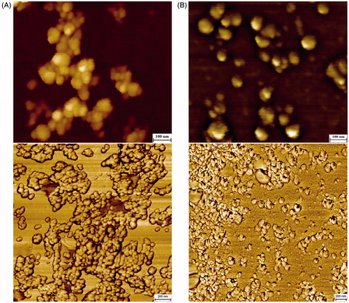 Figure 10. AFM topographic and phase images of AgNPs synthesized using Nt-cV (A) and Nt-cS (B) callus extracts. Scale bar 100 and 200 nm, respectively.