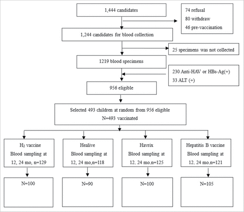 Figure 1. Assembly chart for the follow-up of subjects in 4 vaccination groups.