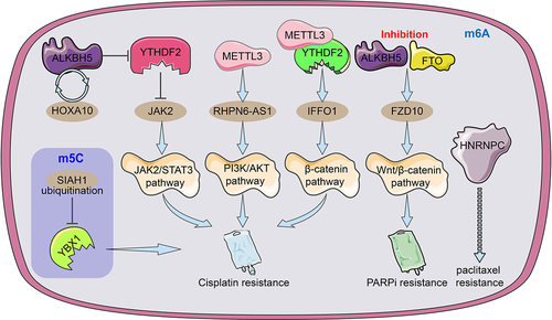 Figure 4. An illustration of the regulators of RNA alteration responsible for ovarian cancer medication resistance. The m6A regulator HNRNPC may be related to and be able to foretell OC resistance to paclitaxel. By facilitating JAK2 m6A demethylation, the ALKBH5-HOXA10 loop promotes EOC resistance to cisplatin by activating the JAK2/STAT3 signalling pathway simultaneously. METTL3-mediated m6A modification of RHPN1-AS1 accelerates cisplatin resistance by activating PI3K/AKT pathway. The METTL3/YTHDF2 axis regulated the mRNA stability of IFFO1 in an m6A-dependent manner and enhances cisplatin resistance. The ubiquitination of YBX-1 caused the target m5C-modified mRnas to become unstable, which made EOC cells more sensitive to the chemotherapy drug cisplatin. To increase FZD10 mRNA m6A modification, activate the Wnt/-catenin pathway, and improve PARPi resistance, it was necessary to downregulate the m6A demethylases FTO and ALKBH5.