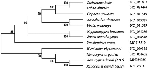 Figure 1. The phylogenetic analysis of X. davidi and other Cyprinidae fishes based on the mitogenome sequences.