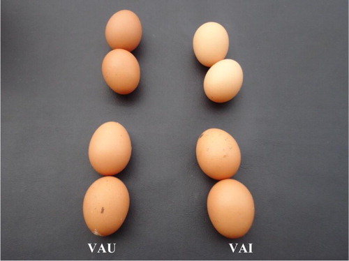 Figure 2. No appreciable change in egg shell colour and quality of eggs laid by VAI laying hens compared with VAU throughout the experimental period.