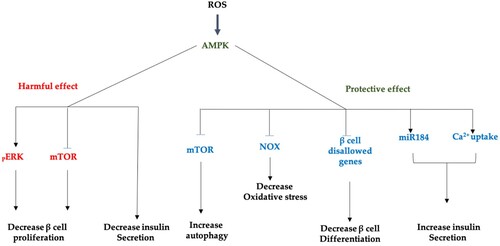 Figure 4. Role of oxidative stress in inducing activation of AMPK; ROS activate AMPK pathway inducing either decreasing insulin release when targeting both mTOR and pERK or increasing insulin release when targeting mTOR, NOX, B-cells disallowed genes, miR184, and Ca uptake.