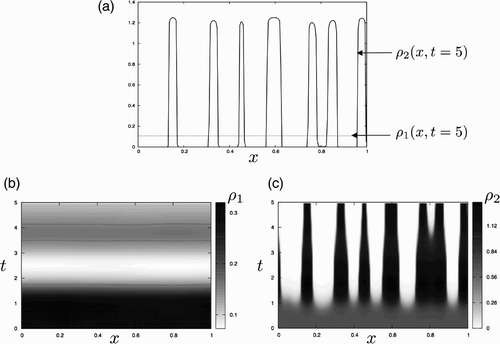 Figure 3. Development of Turing instabilities for the go-or-grow model. (a) Spatial distribution of the cell populations in the domain [0, 1] at time t=5. The solid line corresponds to the spatial distribution ρ2(x, t=5) of the static population, whereas the dotted line represents the spatial distribution ρ1(x, t=5) of the motile population. (b) Spatio-temporal evolution of the motile cell density ρ1. The horizontal axis is used for space and the vertical one for time. The three lines correspond to the same iso-value ρ1=0.15 and suggest an almost spatially uniform distribution. (c) Spatio-temporal evolution of the static cell density ρ2. The horizontal axis is used for space and the vertical one for time. The contour level corresponds to the value ρ2=1 used as the initial value of the total density. Parameter values (M, α, ρ*)=(5.0, 4.0, 0.9) are identical to those used in Figure 1.