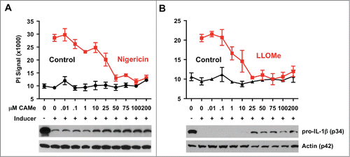 Figure 6. CA-074-Me blocks IL-1β processing in pyroptotic and lysosome-mediated cell death. CA-074-Me response of macrophages exposed to the lysosome-destabilizing agent LLOMe and the pyroptosis inducer nigericin. C57BL/6-derived macrophages were primed with 250 ng/ml LPS for 2 hours and then exposed to 10 (M nigericin (A) or to 2 mM LLOMe (B) for 2 hours in the presence of increasing concentrations of CA-074-Me (CAMe). Control cells (control) received CA-074-Me only. Cell death was determined by propidium iodide (PI) exclusion assays. Levels of pro-IL-1β or actin (control) were determined from lysates of LPS or nigericin-treated macrophages by immunoblotting (lower panel). Cell death assay was performed in triplicate.