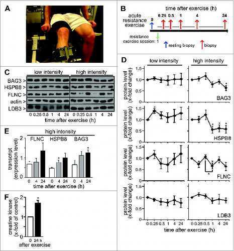 Figure 2. Maximal eccentric resistance exercise induces CASA in human leg muscle. (A) Moderately trained healthy men were subjected to resistance exercise in a leg extension machine. (B) Impact on CASA was analyzed after a single bout of resistance exercise followed by 5 biopsies within 24 h. (C) Subjects performed low intensity concentric-eccentric resistance exercise (low intensity) or maximal eccentric resistance exercise (high intensity). Expression levels of the indicated proteins were investigated by immunoblotting. Each lane corresponds to 15 μg of protein. (D) Quantification of data obtained as described under C. Levels detected in the resting biopsies were set to 1. Mean +/− SEM, n ≥ 4, *P < 0.05. (E) Levels of FLNC, HSPB8, and BAG3 transcripts were determined by qPCR in muscle tissues of subjects before and at 4 h and 24 h after maximal eccentric resistance exercise (high intensity). Expression levels normalized to reference transcripts are shown. Mean +/− SEM, n = 5, *P < 0.05. (F) Serum CK levels were determined in the subject cohort before and 24 h after maximal eccentric resistance exercise. Levels detected in the resting biopsies were set to 1. Mean +/− SEM, n = 6, *P < 0.01.