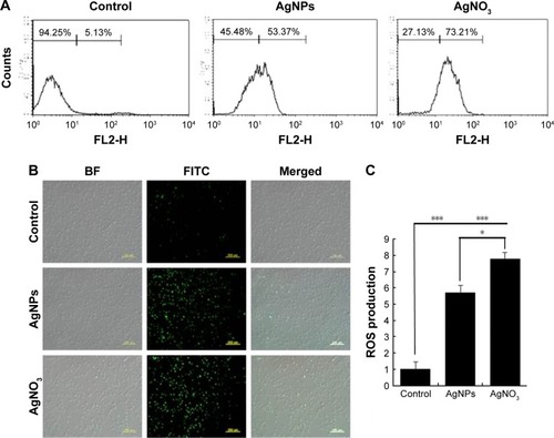 Figure 3 Effect of AgNPs on ROS generation.Notes: (A) F9 cells were treated with or without 12.5 μg/mL of AgNPs or 6.125 μg/mL of AgNO3 for 24 h, and ROS generation was measured using flow cytometry. (B) Treated cells were measured for DCFH-DA-FITC by fluorescence microscopy analysis. Scale bar =200 μm. (C) The bar graph indicates the ratio between control and treated samples. The results are expressed as the mean ± standard deviation of three independent experiments. There was a significant difference observed in the ROS generation in the AgNPs- or AgNO3-treated cells compared to that of the untreated cells using Student’s t-test (*P<0.5, ***P<0.01).Abbreviations: AgNPs, silver nanoparticles; ROS, reactive oxygen species; DCFH-DA, 2′,7′-dichlorodihydrofluorescein diacetate; BF, bright field; FITC, fluorescein isothiocyanate.