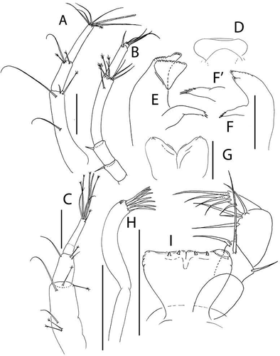 Figure 38. Pseudotanais palmeri sp. nov., (a), antennule of female; (b), antenna; (c), antennule of juvenile male; (d), labrum; (e), left mandible; (f), right mandible, with (f’), detail of pars molaris; (g), labium; (h), maxillule; (i), maxilliped. Scale lines = 0.1 mm