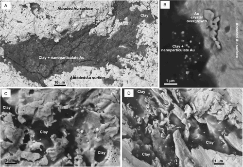 Figure 5. SEM electron backscatter images of authigenic gold overgrowths on gold particles from Waikaia placer mine. A, Clay-filled depression (dark grey) in abraded gold surface has abundant nanoparticulate gold overgrowths (white spots). B, Close view of the boundary between a clay-filled depression (left) and abraded gold surface (right), with nanoparticulate gold intergrown with clay, and crystalline gold overgrowths on the adjacent gold. C, D, Delicate intergrowths of clay and authigenic nanoparticulate gold and micron scale authigenic gold plates.