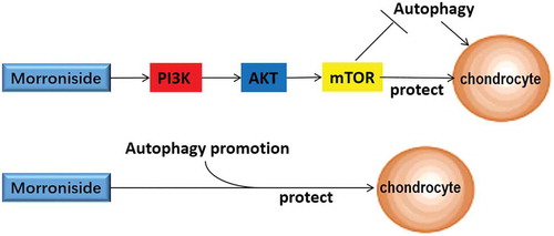 Figure 5. The schematic diagram representing the working model in our study.