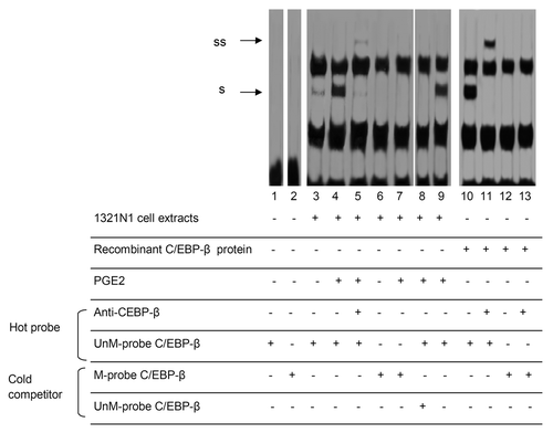 Figure 3. CpG site 5 methylation inhibits the binding of C/EBP-β to IL-8 promoter. Nuclear extracts prepared from untreated (lanes 3,6) or 10 µM PGE2-treated (lanes 4,7) 1321N1 cells, or recombinant C/EBP-β protein (lanes 10–13), were incubated with double-stranded oligonucleotide probe (-95/-52 bp) containing either unmethylated cytosine (UnM-probe C/EBP-β) or methylated cytosine (M-probe C/EBP-β) at CpG site 5 (nucleotide -83). In supershift analysis, 2 μg antibody against C/EBP-β (lanes 5,11,13) was incubated at room temperature (for 20 min) with the nuclear extracts prior to probe addition. Competition with a 200-fold excess of either unlabeled UnM-probe C/EBP-β (lane 8) or unlabeled M-probe C/EBP-β (lane 9) showed the specificity of protein binding.